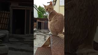 Kangal Köpekleri Ve Kedi Dostlarim