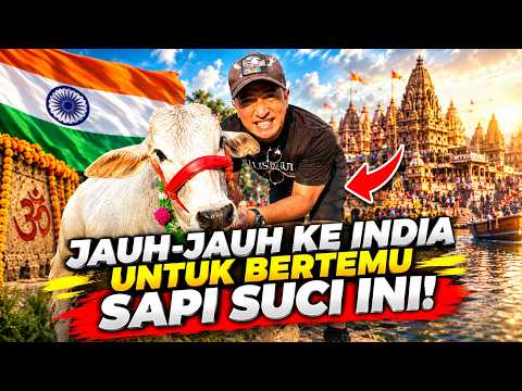 Akhirnya bertemu dengan yang gue cari cari selama ini, Sapi Suci dari INDIA!