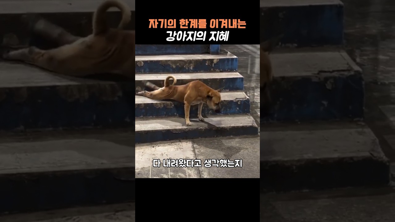 자신의 한계를 이겨내는 강아지의 지혜 #강아지 #한계 #지혜 #반려동물