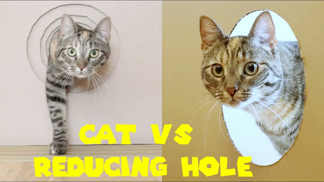 CAT VS REDUCING HOLE