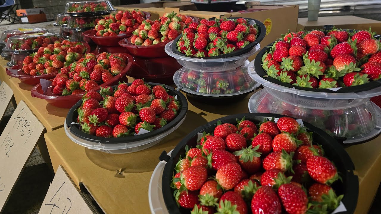 과일 일기  날씨 풀렸네  #새벽장터 #생존본능 #부산과일장수