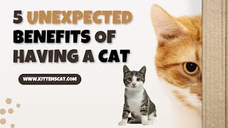 5 unexpected benefits of having a cat|| Kittens Cat.