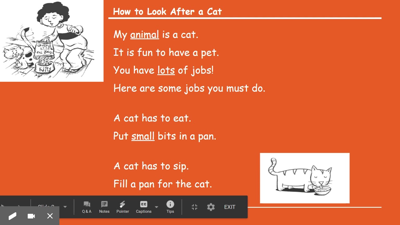 How To Look After A Cat YouTube