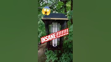 the most deadly bug zapper ever made😱STINGER UV801!!! MUST SEE END!!