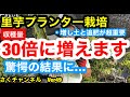 【さといも収穫】4カ月間の栽培期間を経てようやく収穫します!!里芋の収穫量に驚愕...プランター栽培でこんなに！？さくチャンネルVer49【園芸】【さといも】【里芋】【サトイモ】