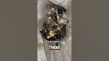 Woman Found Bag Of Kittens Outside Her Door ❤️#kitten #catshorts #catlover