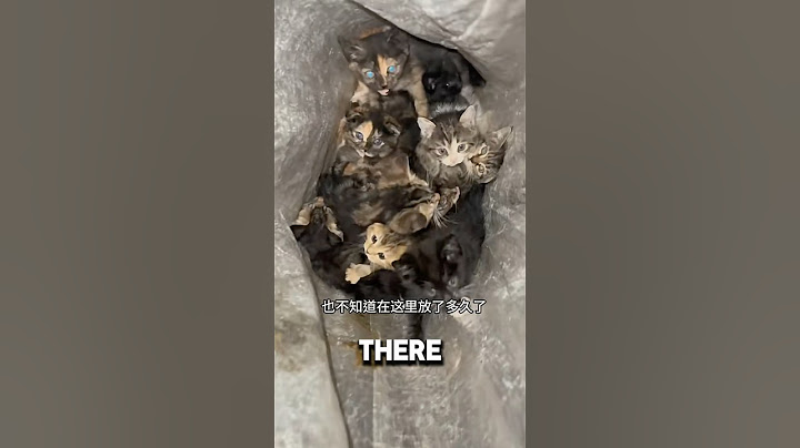 Woman Found Bag Of Kittens Outside Her Door ❤️#kitten #catshorts #catlover