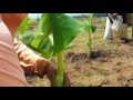 Proyecto Plátano - AGROPECUARIA RAMINSA S.A
