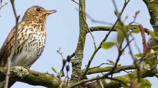 Zanglijster (Song thrush)