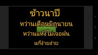 ข้าวนาปีมะลิ105หว่านแห้งจะกลัวทําไมฝนไม่ตก