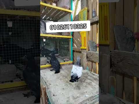 زغليل حمام غاوي السلاكة    اكسبلور طيور