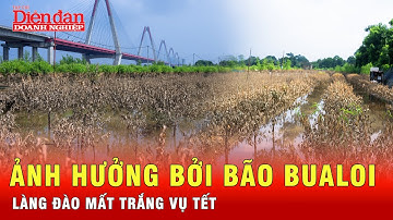 Làng đào Nhật Tân, Phú Thượng xót xa sau lũ: Mất trắng vụ Tết vì bão Bualoi | Tin tức 24h