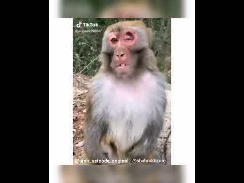 چنتا دوبله فعلا داشته باشین ارواح خاااک قالیتون لایک و سابسکرایب یادتون نره