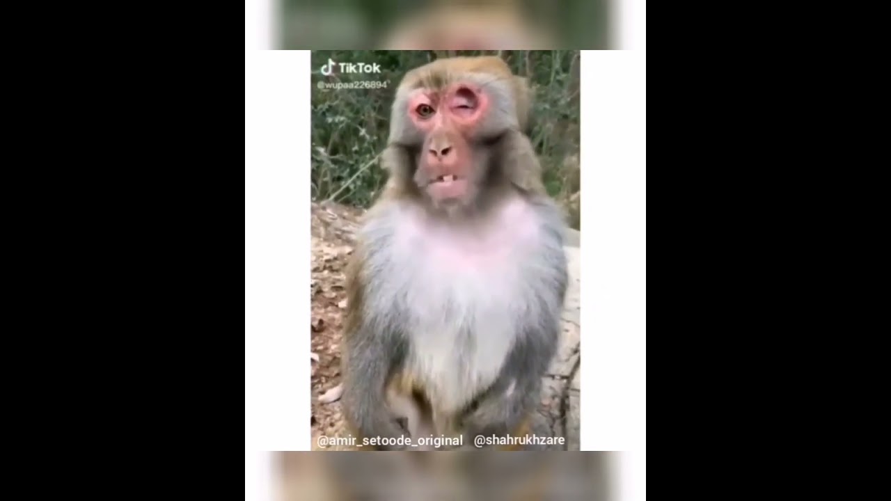 چنتا دوبله فعلاً داشته باشین 😂(ارواح خاااک قالیتون لایک و سابسکرایب یادتون نره)