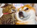 Bad day? Watch funny cat and dog videos and try not to laugh 😆