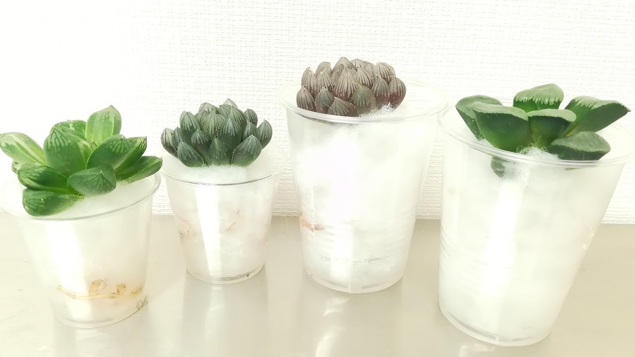 多肉植物 ふわふわ水耕栽培容器の作り方 植え方 Succulent Hydroculture Youtube