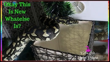 Changes New Things And Lilly My Carpet Python Found Them All
