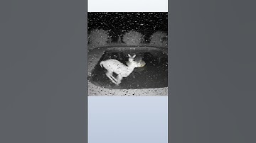 Home security camera records horror video #ai #besai25 #animals #cctvcamera