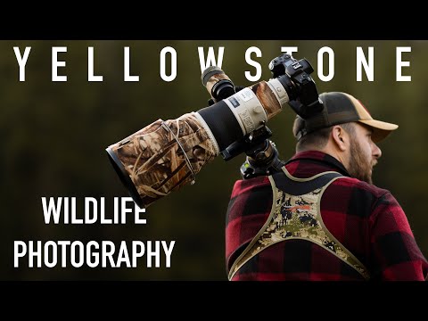 Is this my best day yet? | Yellowstone National Park Wildlife Photography / Overlanding