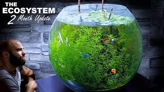 The Ecosystem Bowl: * 2 Month Update * (Insane Growth!!)