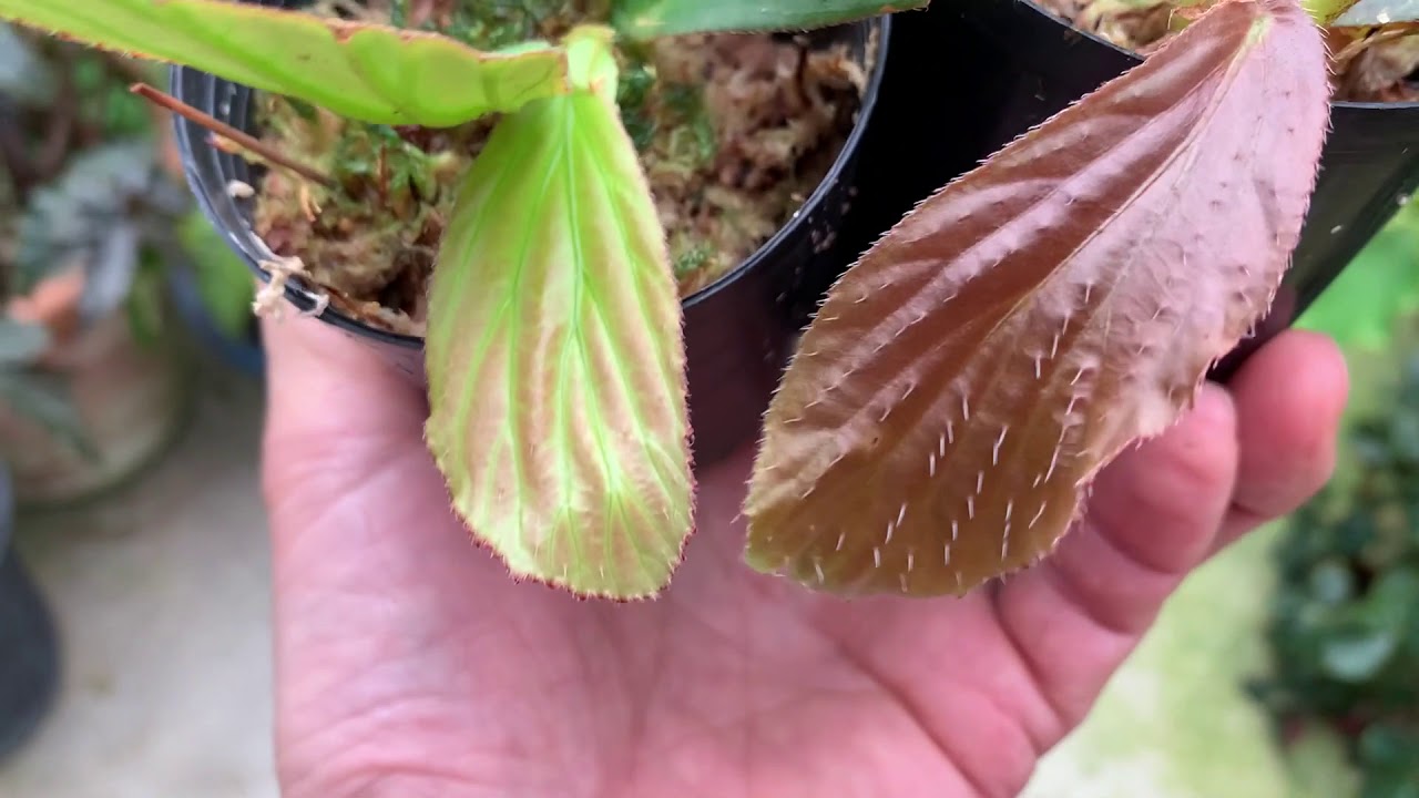 ボルネオで採集したベゴニア – Begonia Club