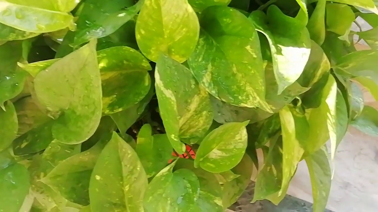 How To Keep Money Plant Bushy And Green With Big Leafs YouTube how-to-keep-money-plant-bushy-and-green-with-big-leafs-youtube
