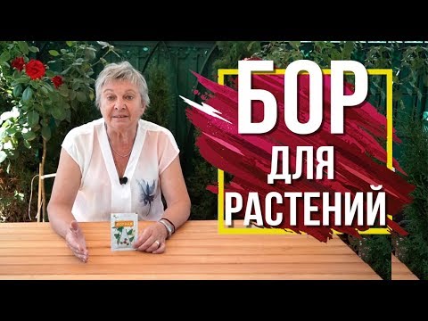 Чем полезен БОР для Растений 🌺 Борная кислота Применение  🌺 Советы от Garden-zoo