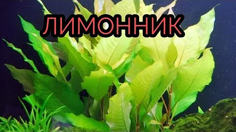ЛИМОННИК АКВАРИУМНЫЙ. СОВЕТЫ ПО СОДЕРЖАНИЮ