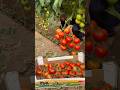 Tomato farming tips #tips #tomato