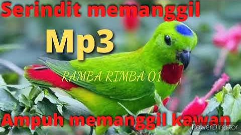 Suara serindit memanggil ampuh || serindit liar otomatis ngumpul