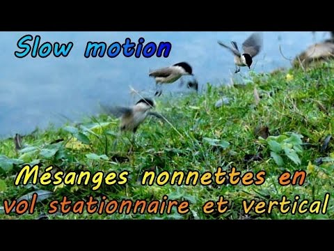 Nonclearnonnet Tit During Flight Still And Vertical Slow Dance Motion