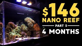$146 Nano Reef: Sexy Shrimps, 4 Months Update! (Part 5)