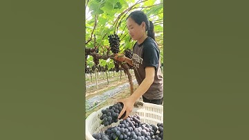 Grape Tree 🍇 Cutting | Full Pruning Guide #grape #pruning #farming #satisfying