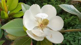 магнолия крупноцветная цветёт magnolia grandiflora francois treyve Ростов-на-Дону