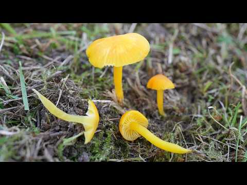 EVEN MORE MUSHROOMS in the forest meadows