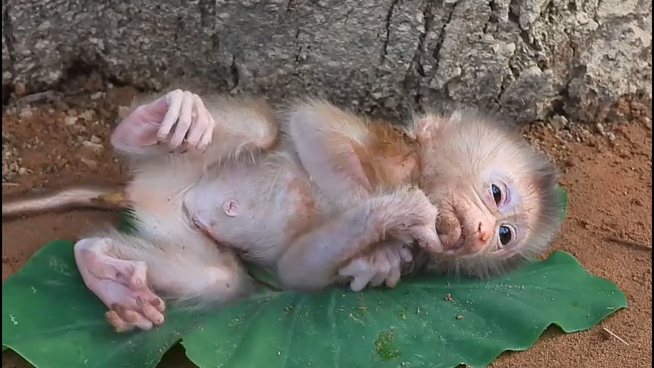 When we first met the little monkey was in a pitiful state The mother picked it up and gave it milk