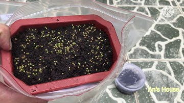 Cách ươm hạt xương rồng dễ nhất - tỷ lệ nảy mầm 99%- P2