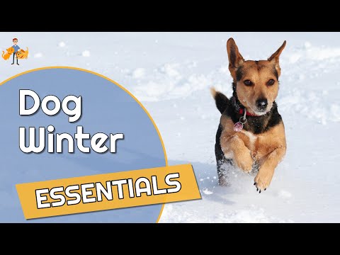 Essential Winter Dog Accessories (gifts to keep them happy, healthy + safe)
