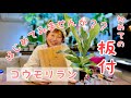 [始めてみませんか？] ビカクシダポット苗をはじめて板付けに