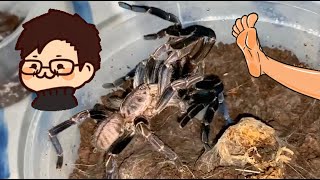 Mr. Feet pairs his tarantulas | Are they all a success? idk