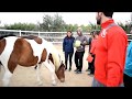 Coaching con caballos para emprendedores y empresas (testimonios)