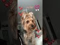 Мамин и папин кожаный нос #йорк #кожаный_нос #собака #йорк_терьер
