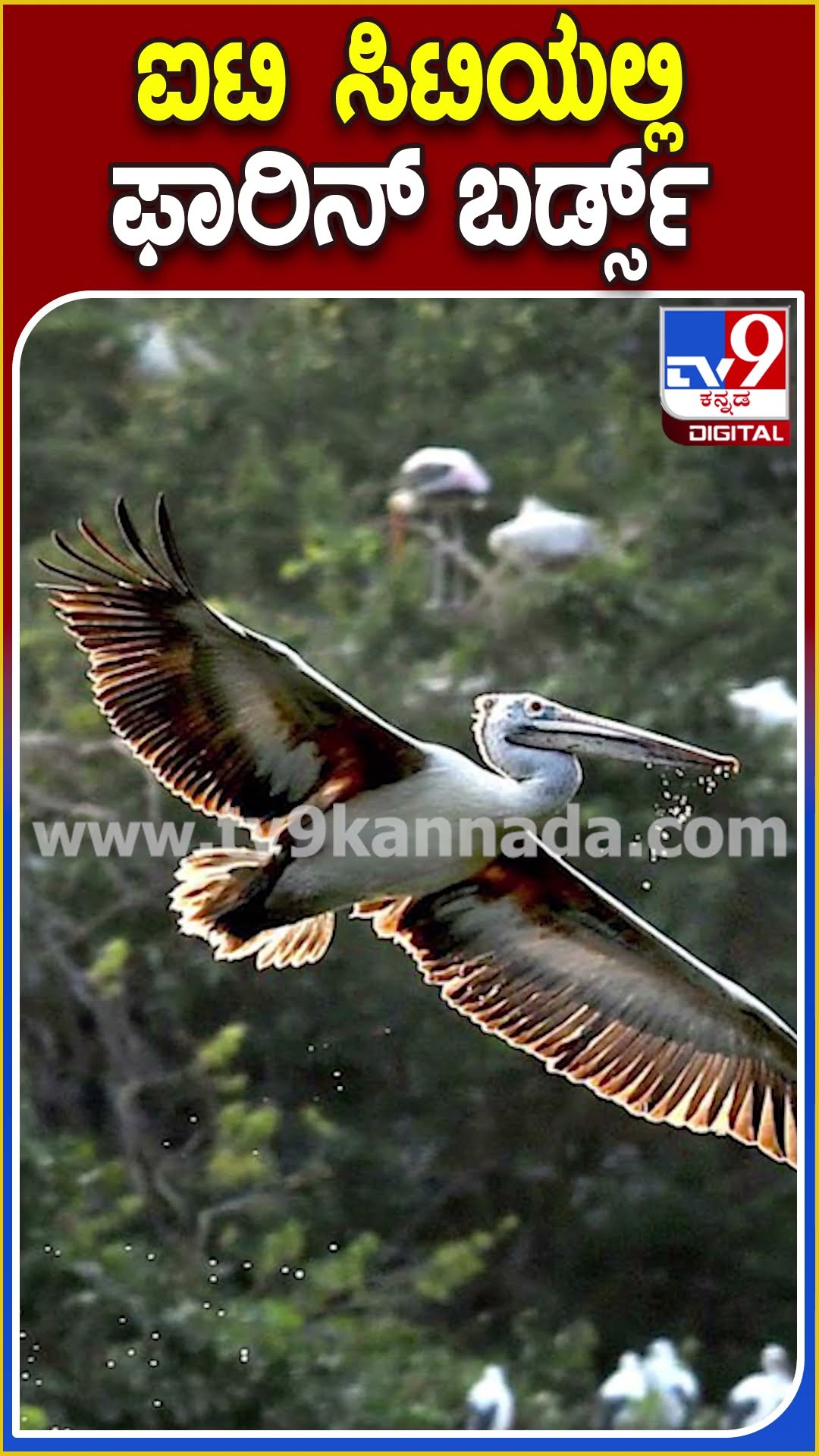 ಉದ್ಯಾನ ನಗರಿಯಲ್ಲಿ ವಿದೇಶಿ ಪಕ್ಷಿಗಳ ಕಲರವ.. ಲಕ್ಷಾಂತರ ಕಿಲೋ ಮೀಟರ್‌ ದೂರದಿಂದ ವಲಸೆ ಬಂದ ಹಕ್ಕಿಗಳು| #tv9D