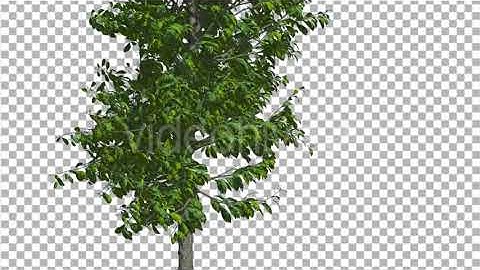 Sourwood Thin Tree is Swaying at The Wind Bright | Motion Graphics - Envato elements