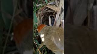 induk burung kaso kaso memberi makan anknya