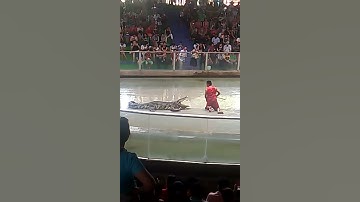 xiếc cá sấu thái lan