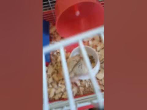 Пуся кушает - YouTube