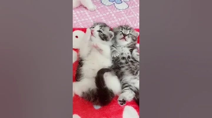 Watch the video about So cute cat baby 😻 video #shorts #viral