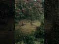 Mummy and baby cub foxes spotted in back garden #wildlife #foxes #wildfox #britishwildlife #nature