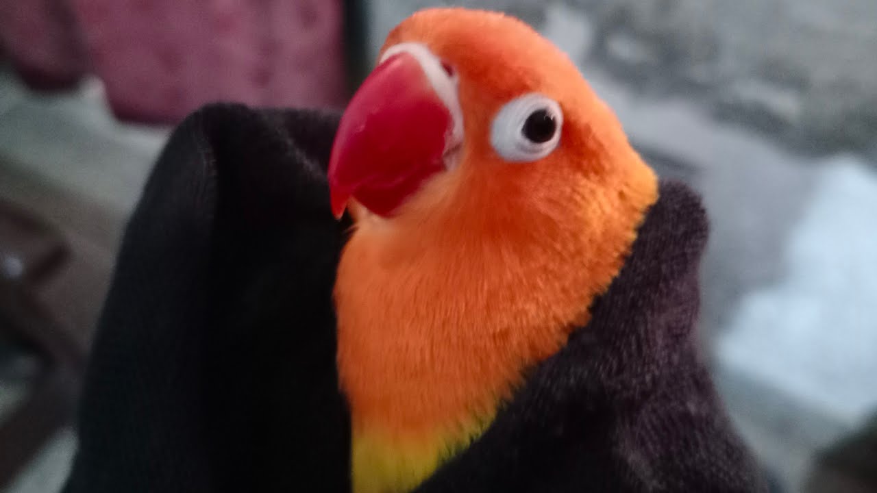 love bird pinjra sa bahir a gai love bird out of cagevlog pakistan